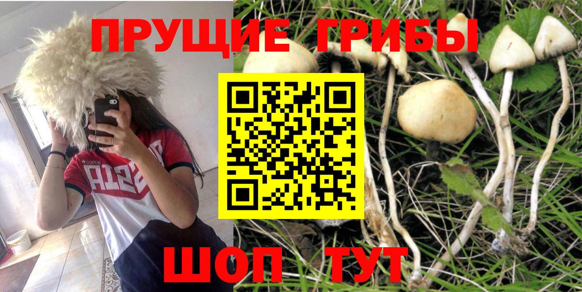 Галлюциногенные грибы Psilocybine cubensis Клин